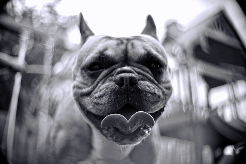 French Bulldog depression 2