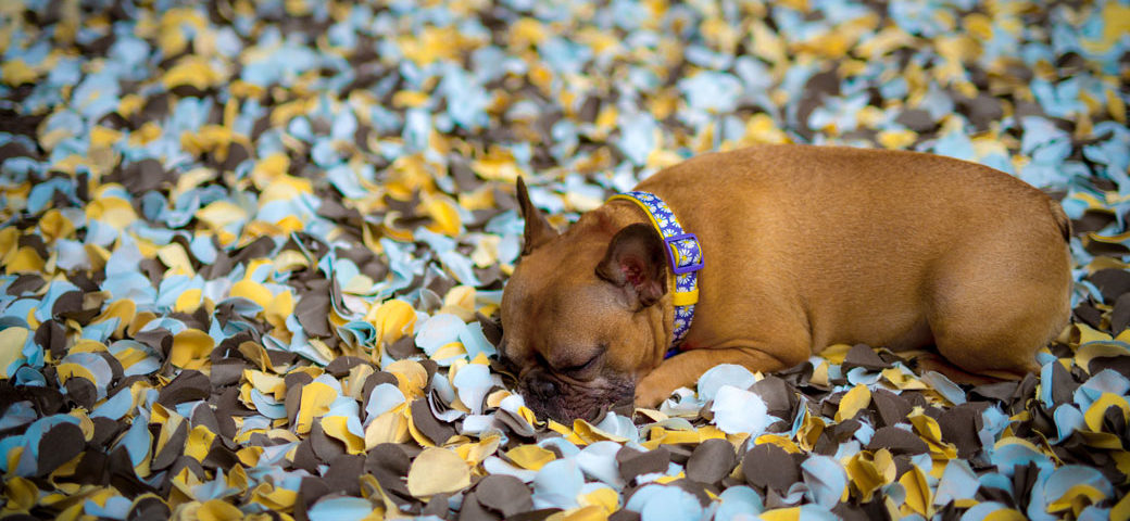 French Bulldog depression