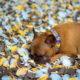 French Bulldog depression