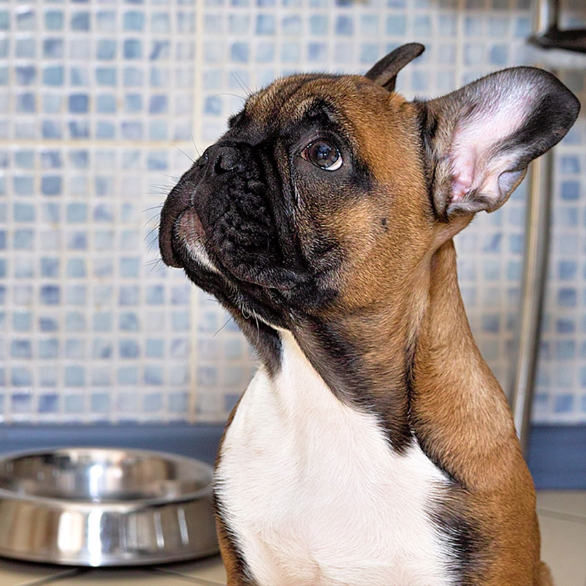French Bulldog's feeding schedule 1
