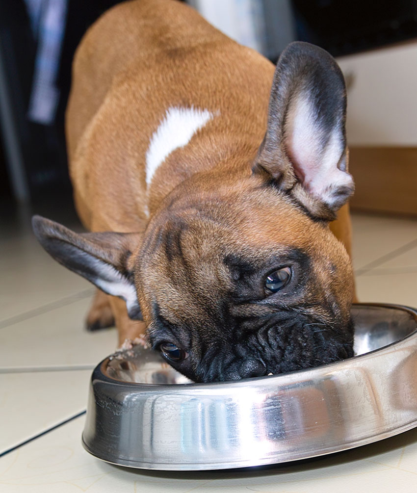 French Bulldog's feeding schedule 2