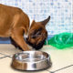 French Bulldog's feeding schedule