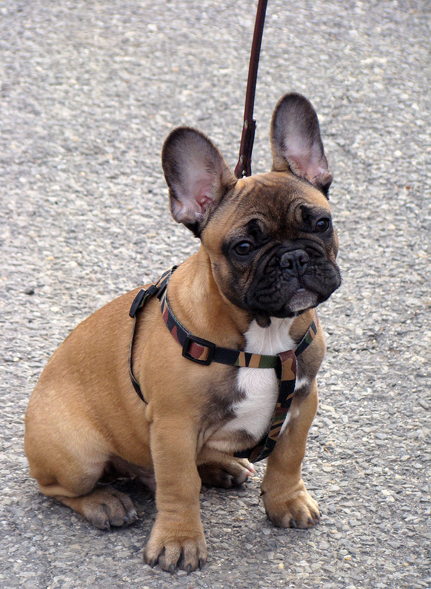 Introducing your French Bulldog to a leash 2