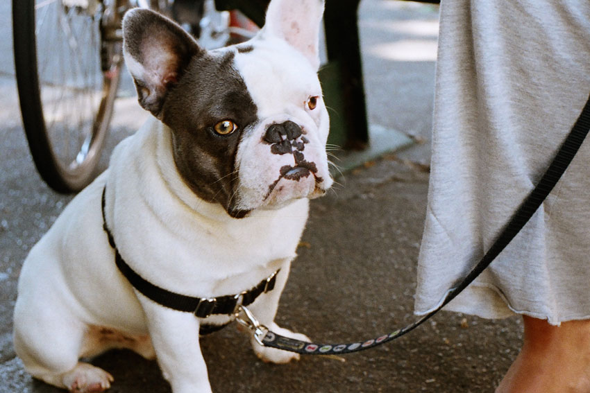 Introducing your French Bulldog to a leash 1