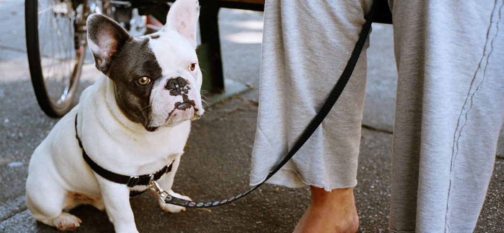 Introducing your French Bulldog to a leash