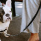Introducing your French Bulldog to a leash