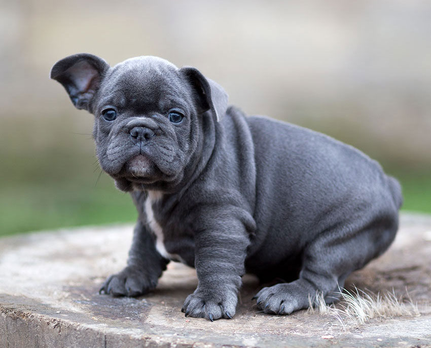 Things You Do That Your French Bulldog Doesn’t Like 3