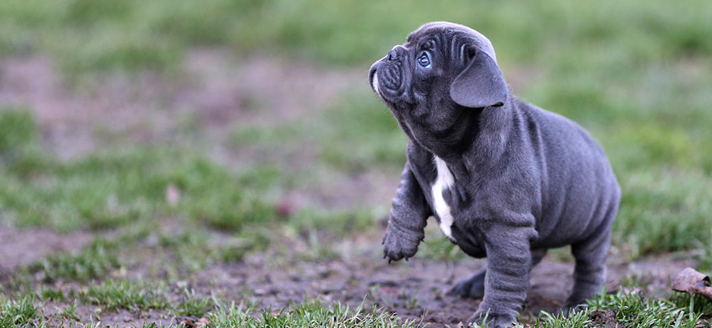 Things You Do That Your French Bulldog Doesn’t Like