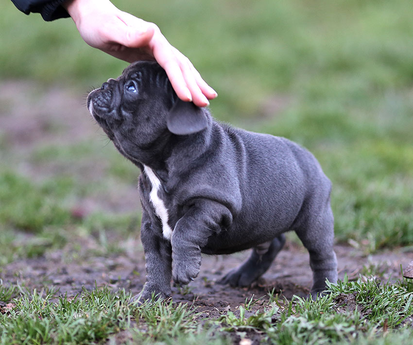 Things You Do That Your French Bulldog Doesn’t Like 2