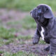 Things You Do That Your French Bulldog Doesn’t Like