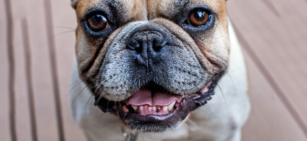 Tips to keep your French Bulldogs teeth healthy