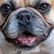 Tips to keep your French Bulldogs teeth healthy