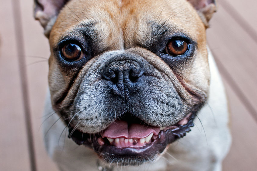 Tips to keep your French Bulldogs teeth healthy 1