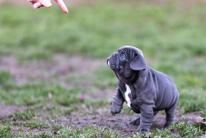 Things You Do That Your French Bulldog Doesn’t Like 1