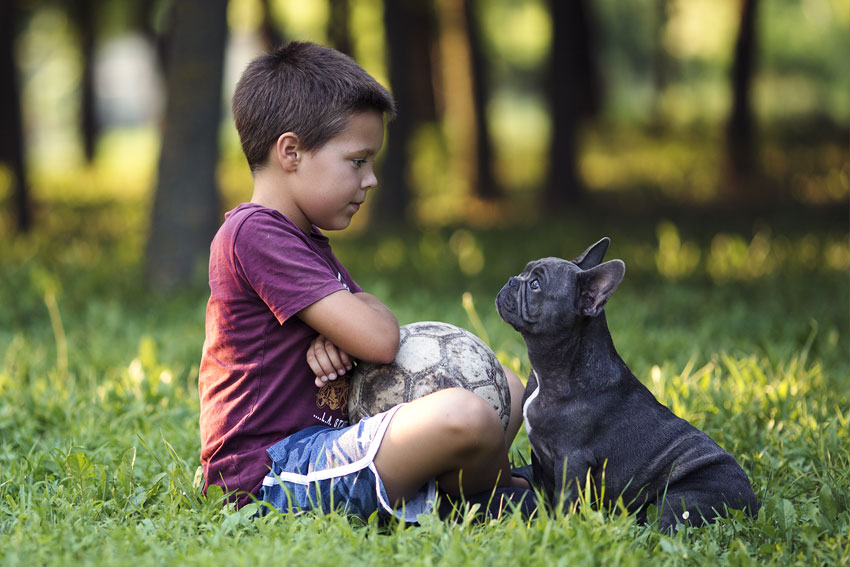 10 key tips for French Bulldog owners 1