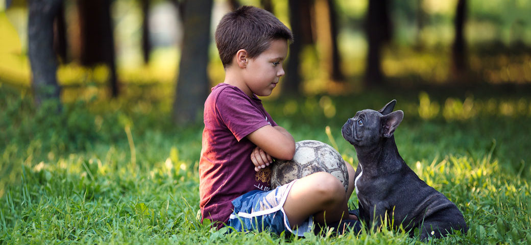 10 key tips for French Bulldog owners