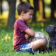 10 key tips for French Bulldog owners