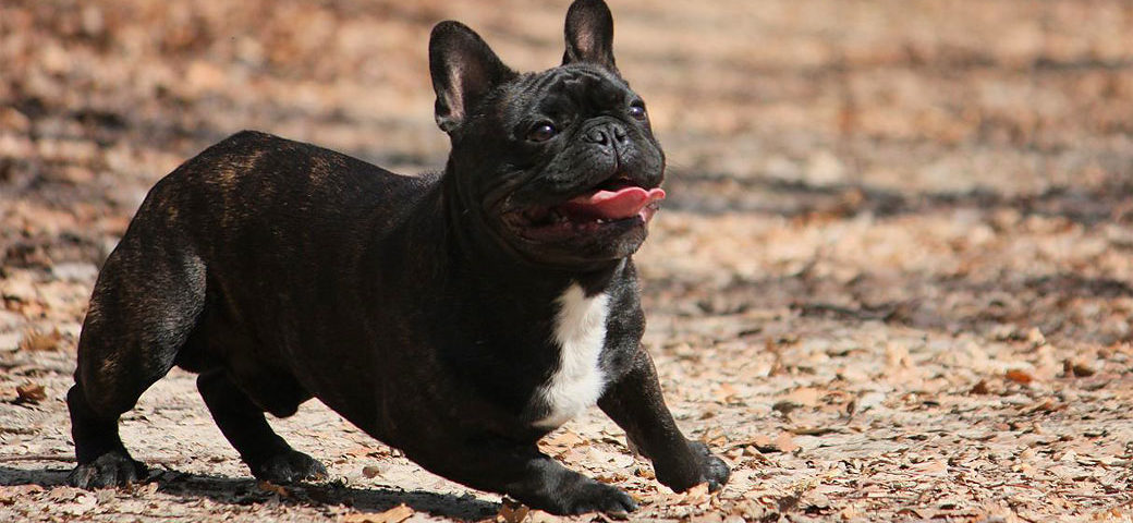 20 Basic Breeding Principles