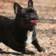 20 Basic Breeding Principles