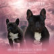Abacus Black Devil x Lucy Liu upcoming litter