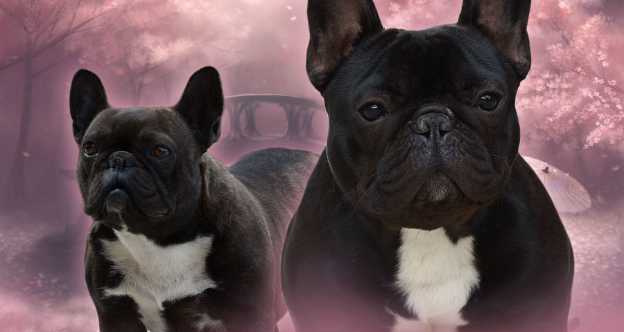 Abacus Black Devil x Lucy Liu upcoming litter