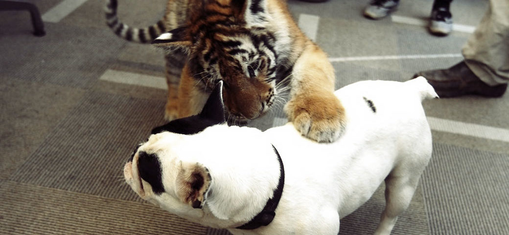Baby Tiger Playing With A French Bulldog
