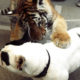 Baby Tiger Playing With A French Bulldog