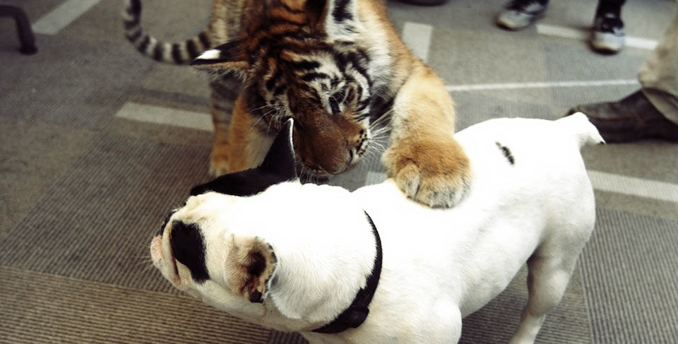 Baby Tiger Playing With A French Bulldog