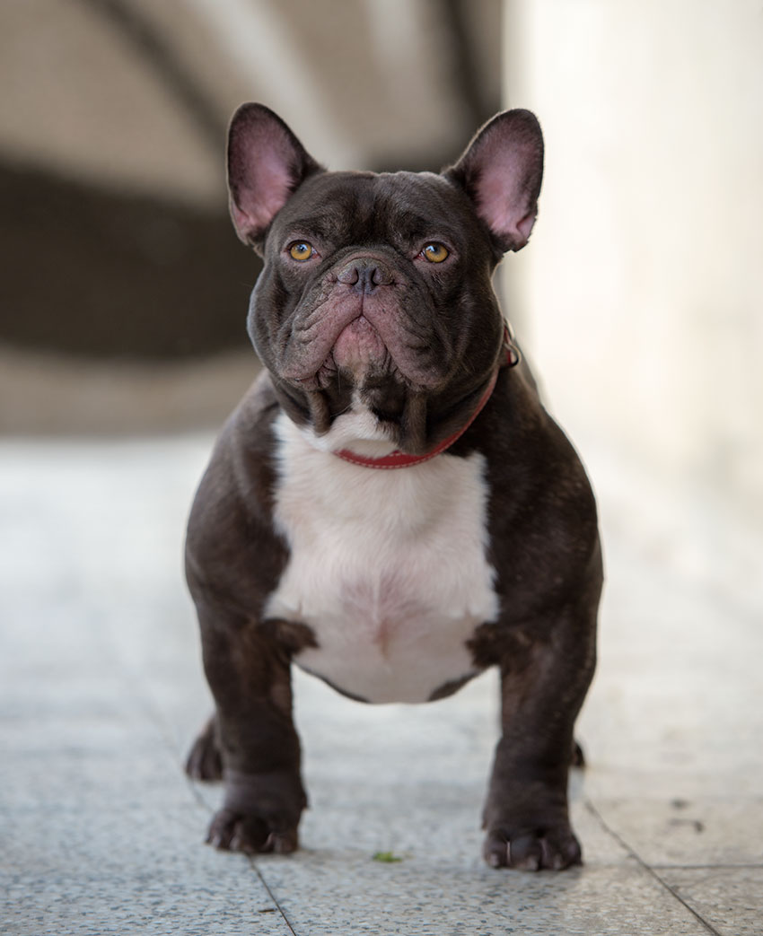 Baldwin choco male 1