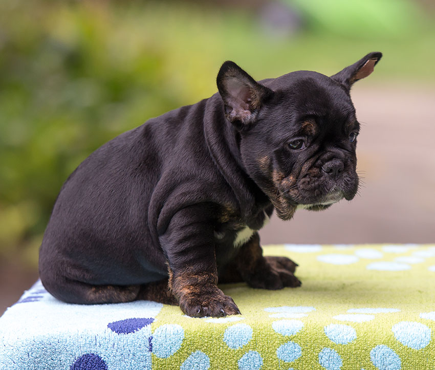 Bronco Trindle black and tan boy 3