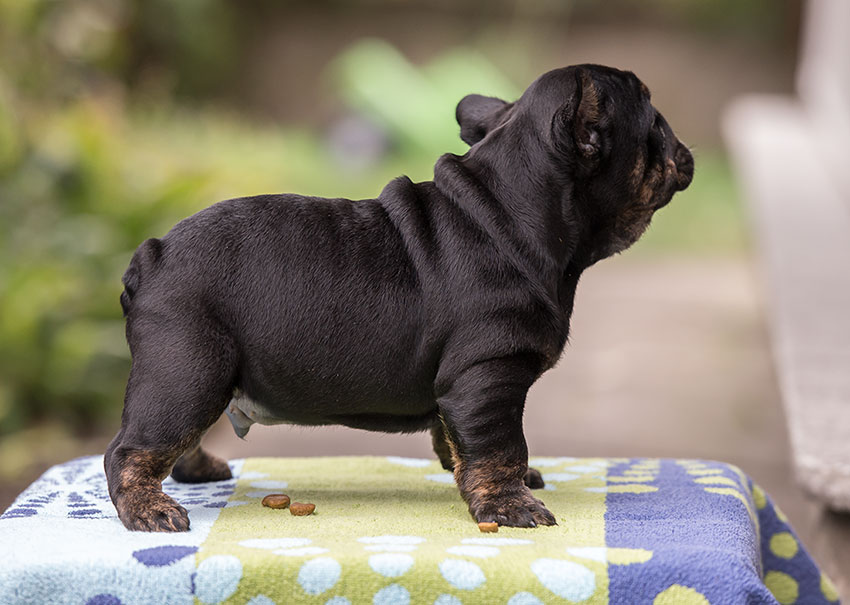 Bronco Trindle black and tan boy 2
