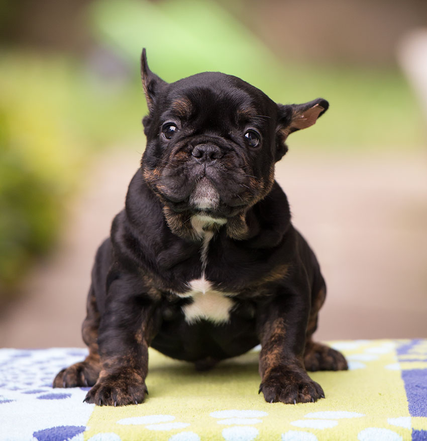 Bronco Trindle black and tan boy 1