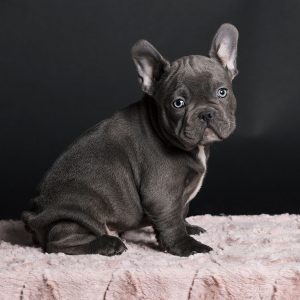 french bulldog tail