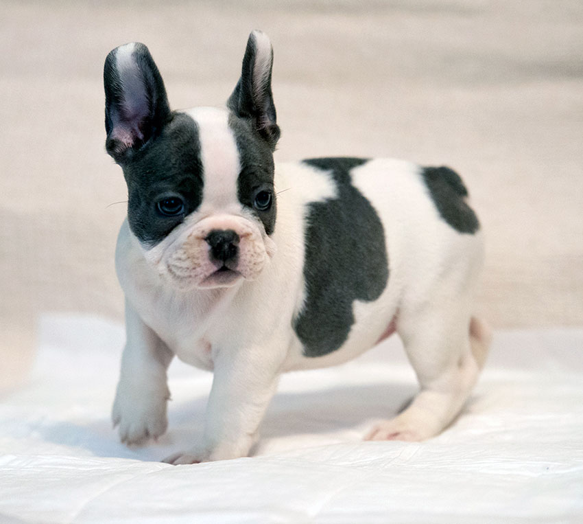 french bulldog puppy in New York for sale