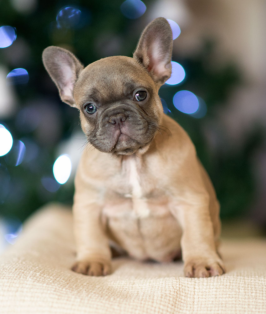 french bulldog puppy in new york