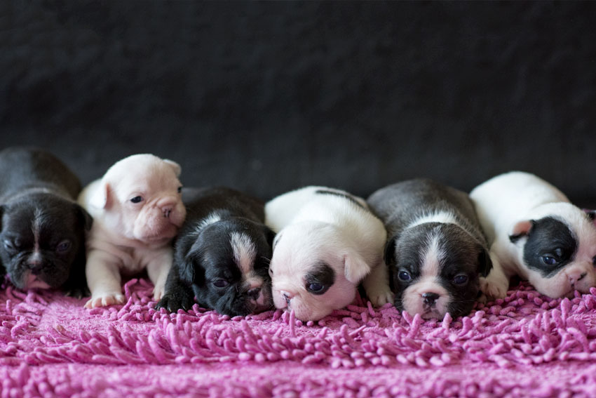 Bringing French Bulldog puppy home - French Bulldog Breed