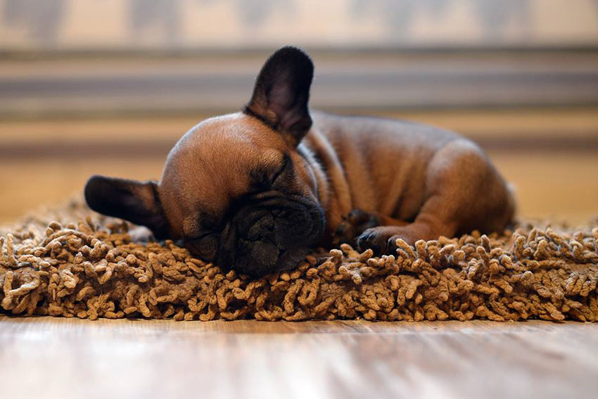 Bringing French Bulldog puppy home - French Bulldog Breed