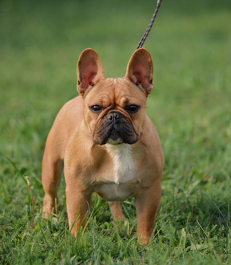 Golden breeding 2