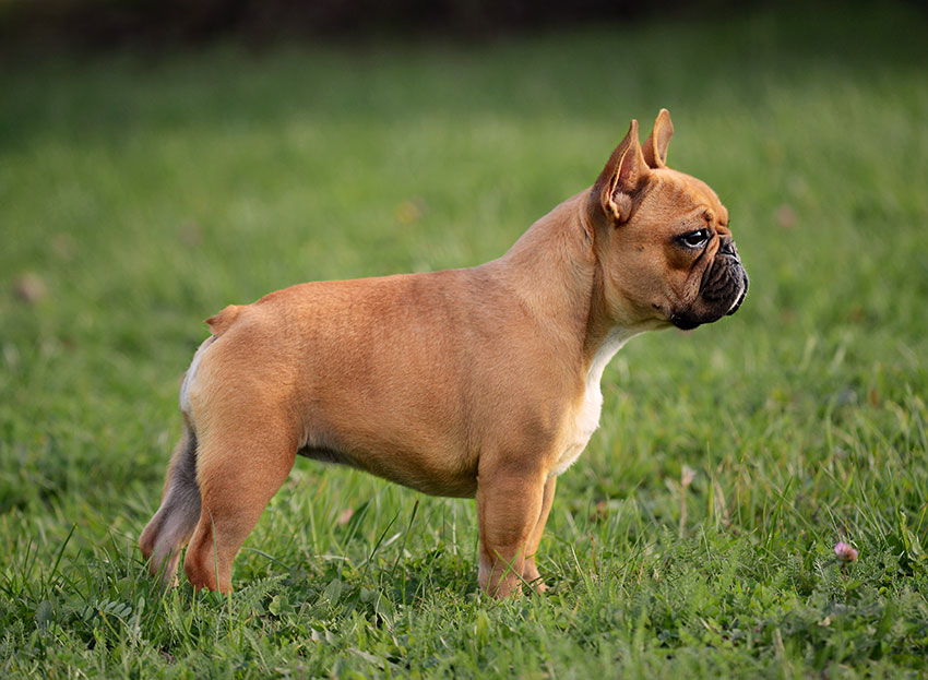 Golden breeding 1