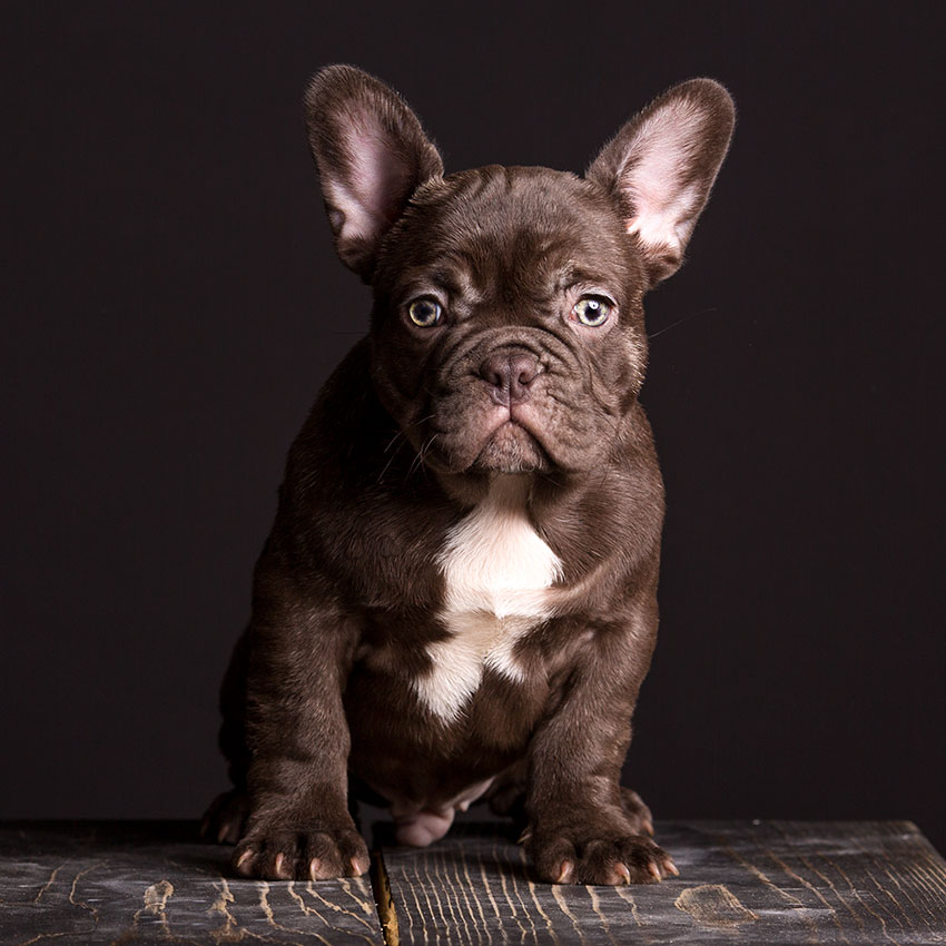 rare french bulldogs