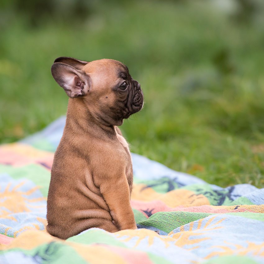 How to stop your French Buldog’s excessive barking 2