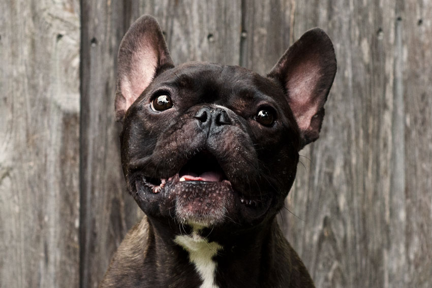 French Bulldog aggression 1