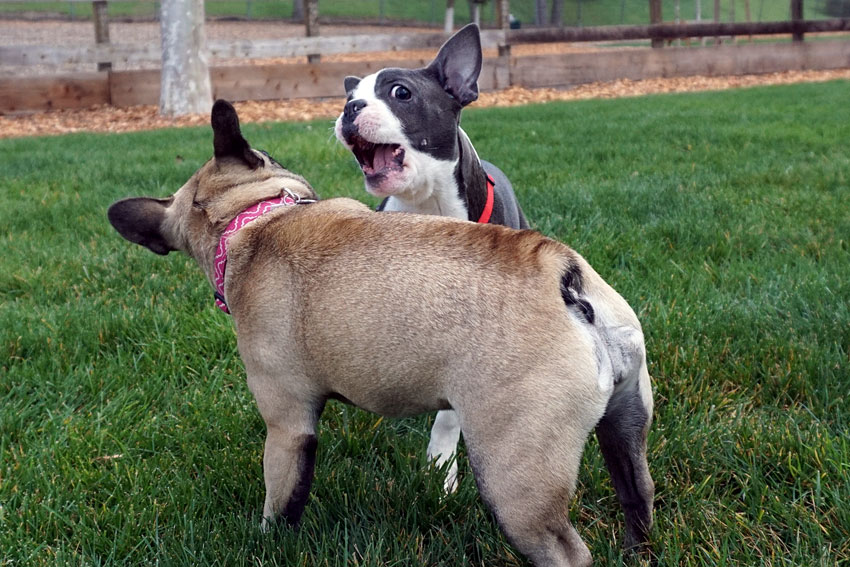 French Bulldog aggression 2