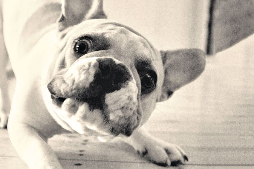 French Bulldog aggression 3