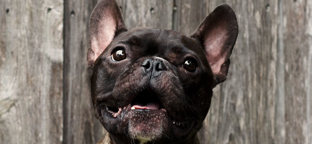 French Bulldog aggression