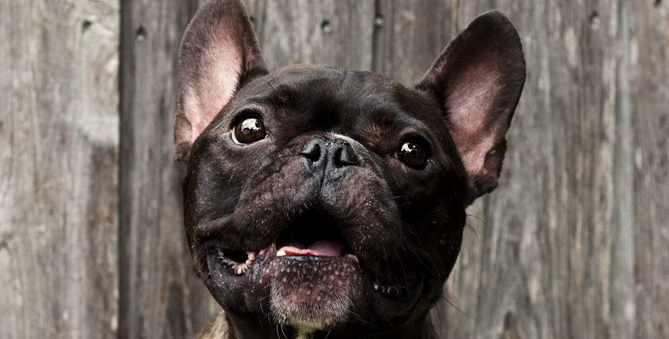 French Bulldog aggression