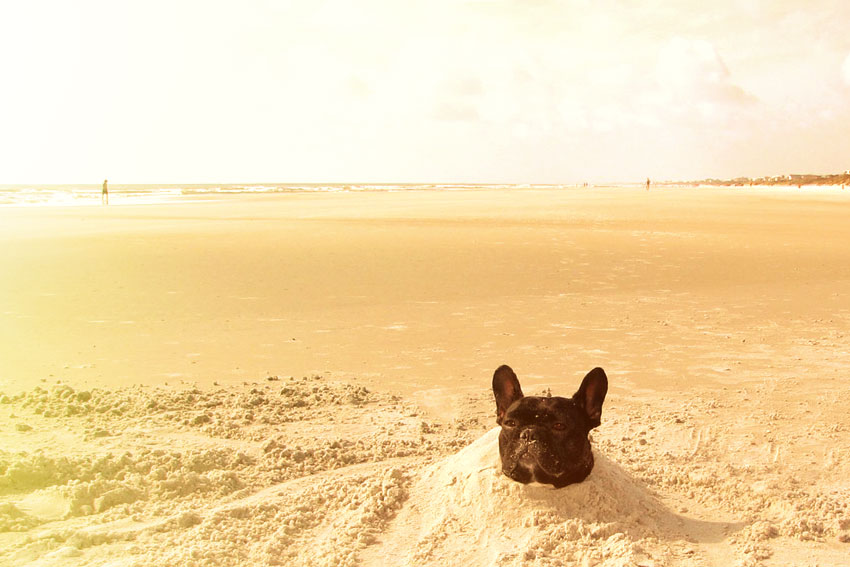 French Bulldog and hot weather 1
