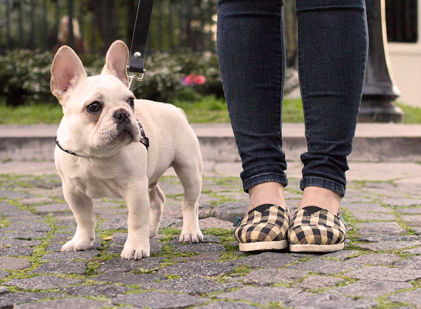 French Bulldog and hot weather 2