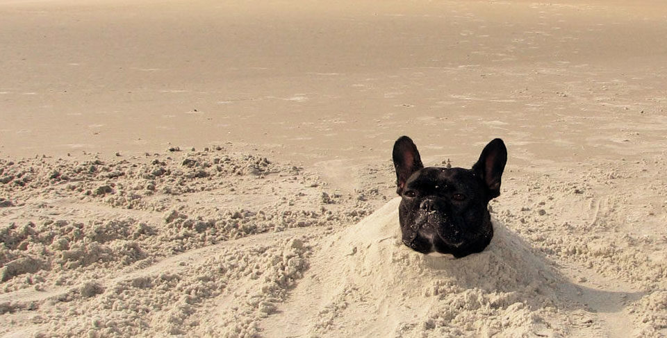 French Bulldog and hot weather
