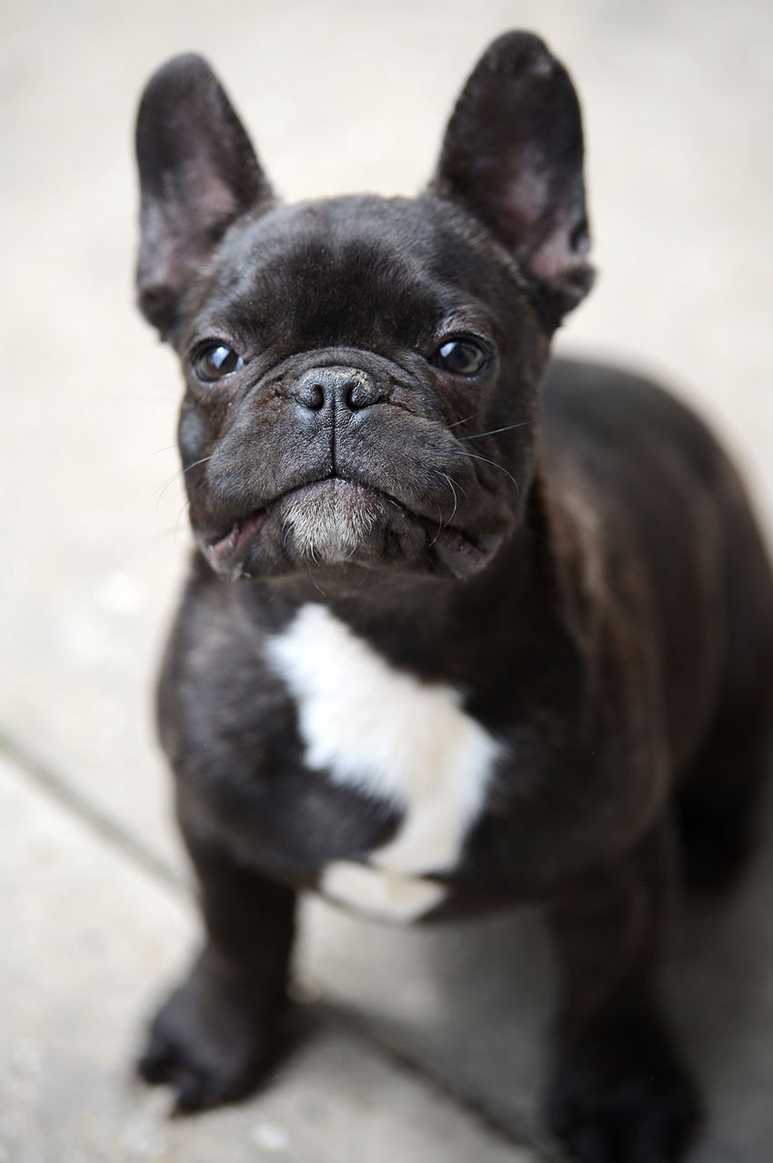 French Bulldog breeding - what it really looks like 2